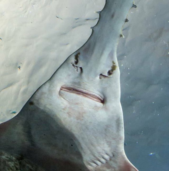 Interesting Finds And Discoveries (23 pics)