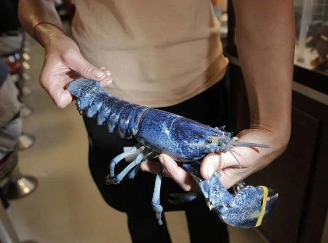 Interesting Finds And Discoveries (23 pics)