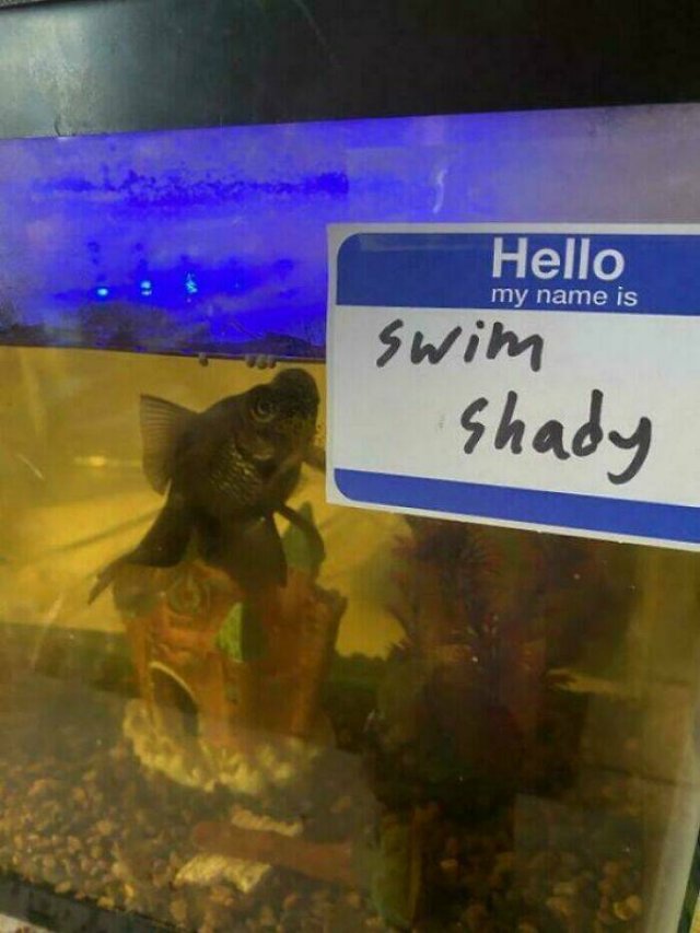 Funny Signs (21 pics)
