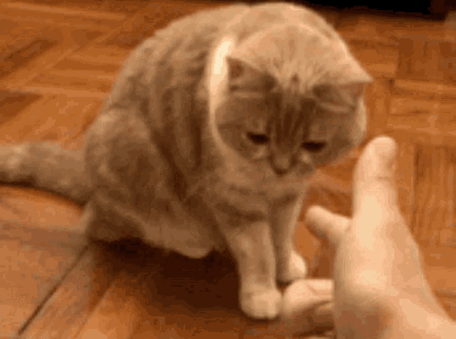 Historical Facts (5 pics + 8 gifs)