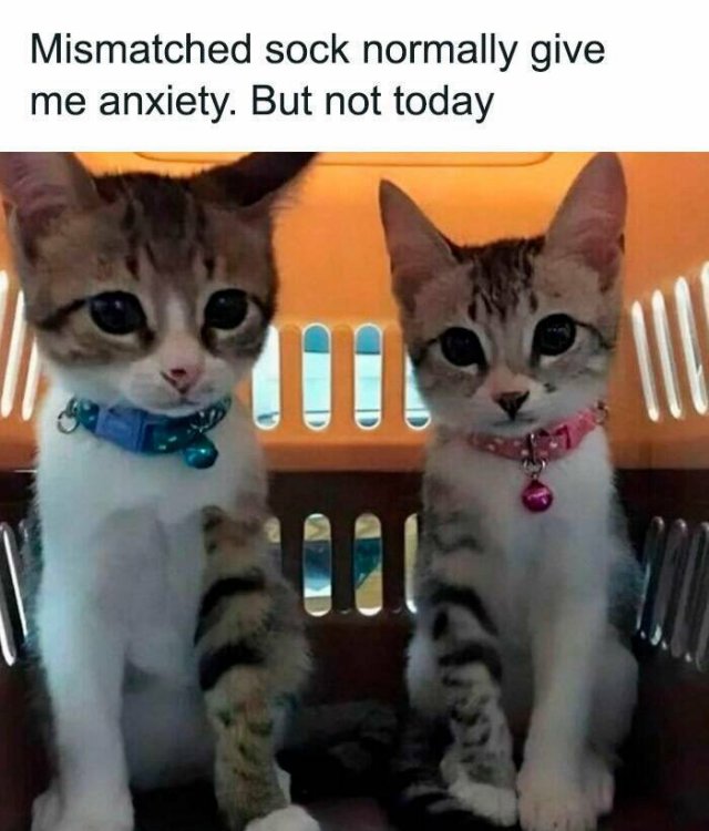 Funny Memes (24 pics)