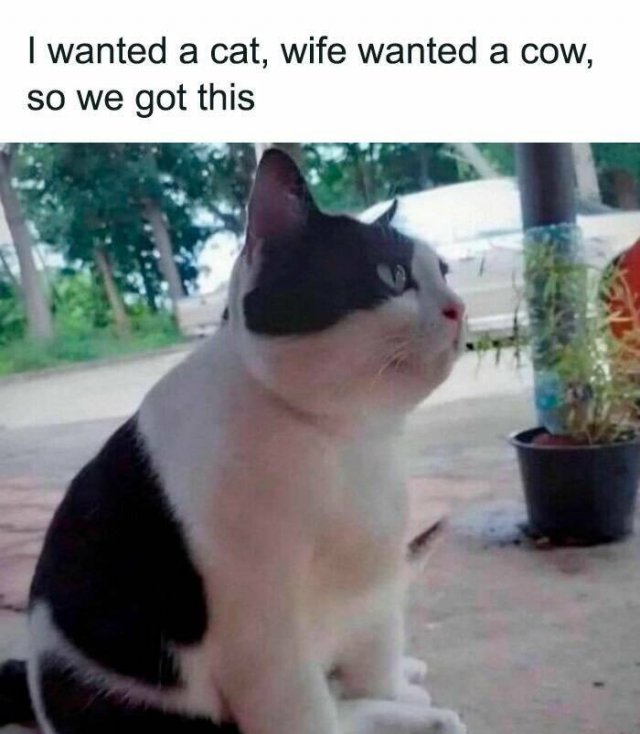 Funny Memes (24 pics)