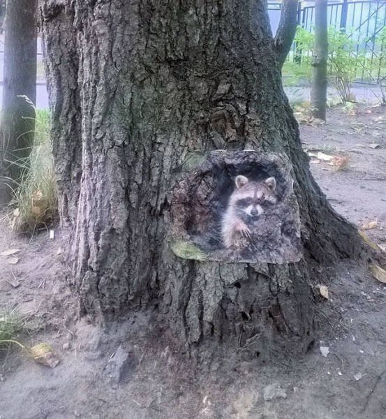 Really Odd Russians (21 pics)