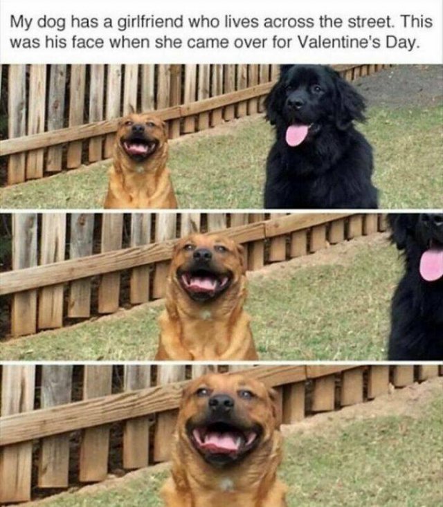 Jokes For Dog Lovers (24 pics)