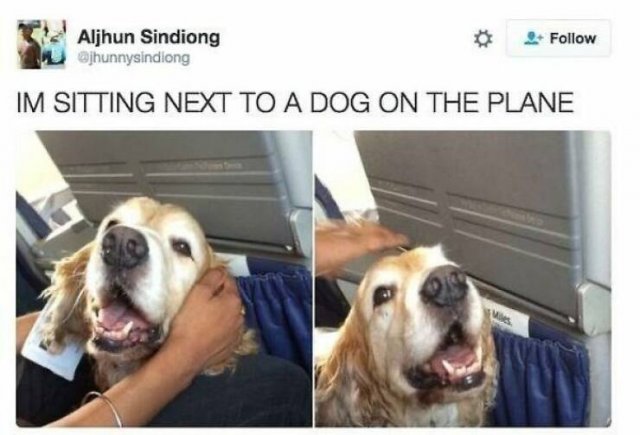 Jokes For Dog Lovers (24 pics)