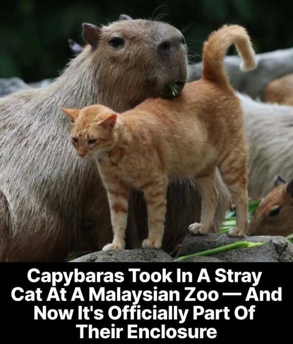 Weird Headlines (25 pics)