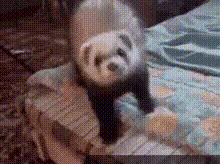 Random Facts (17 gifs) Random Facts (17 gifs)