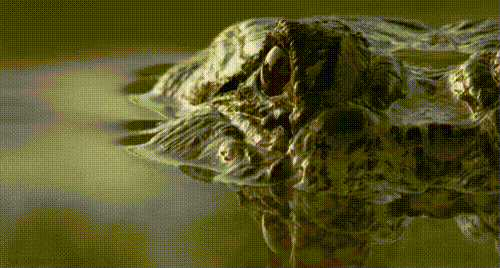 Random Facts (17 gifs) Random Facts (17 gifs)