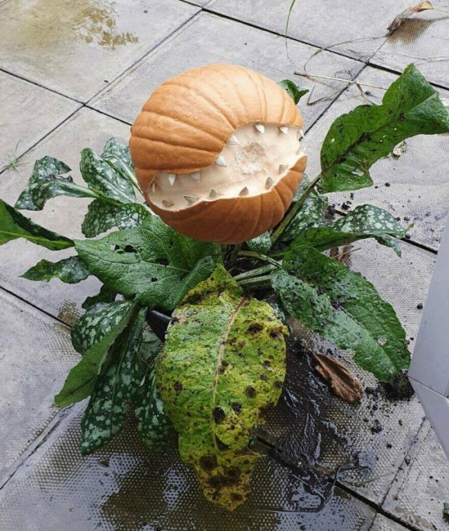 Cool Carved Pumpkins (44 pics)