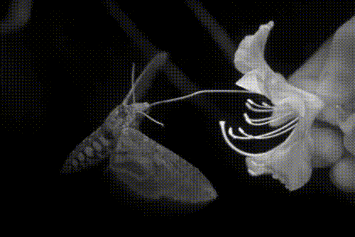 Creepy Facts (20 gifs) Creepy Facts (20 gifs)
