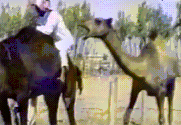 Random Knowledge (17 gifs) Random Knowledge (17 gifs)