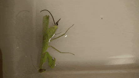 Creepy Facts (15 gifs) Creepy Facts (15 gifs)
