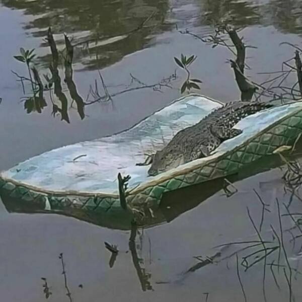 What Is Going On Here? (20 pics)