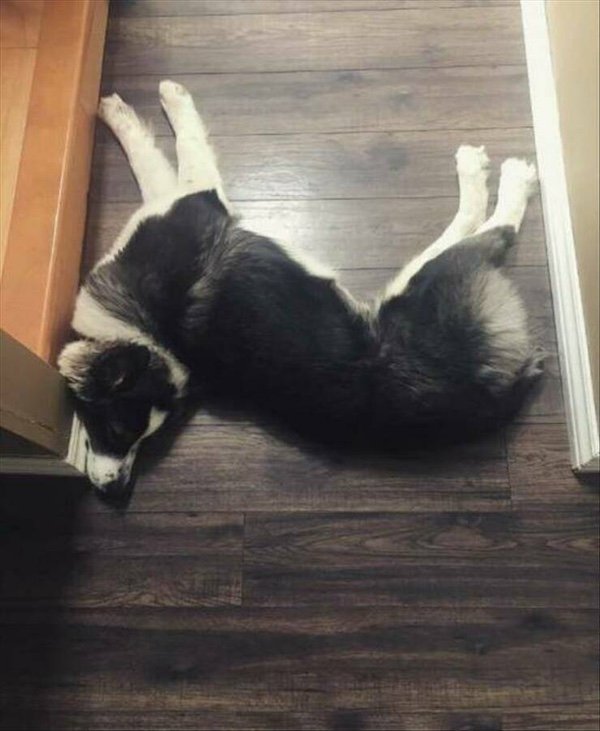 What Is Going On Here? (20 pics)
