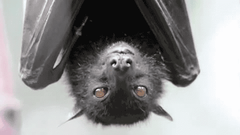 Popular Myths That People Believe (3 pics + 15 gifs) Popular Myths That People Believe (3 pics + 15 gifs)