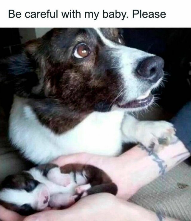 Jokes For Dog Lovers (24 pics)