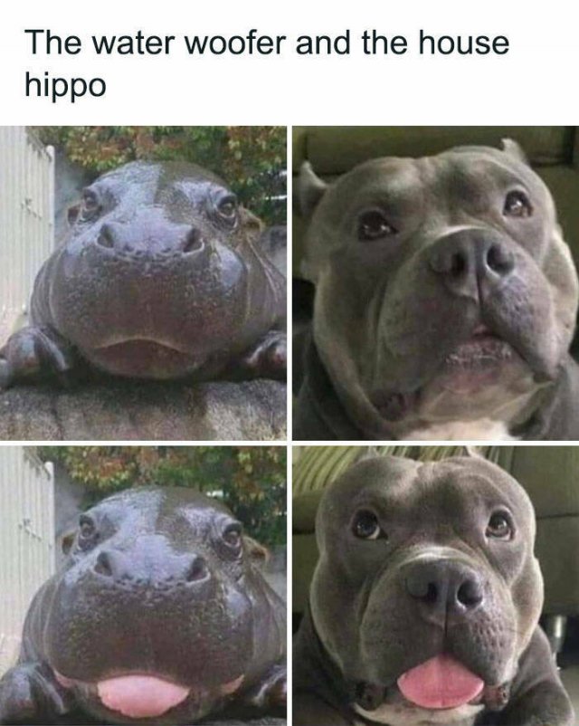 Jokes For Dog Lovers (24 pics)