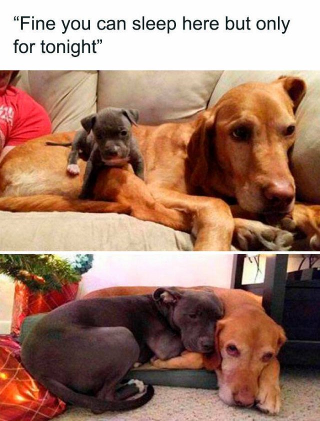 Jokes For Dog Lovers (24 pics)
