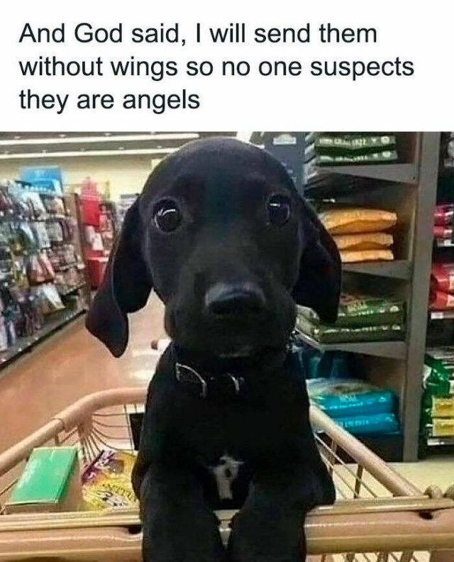 Jokes For Dog Lovers (24 pics)
