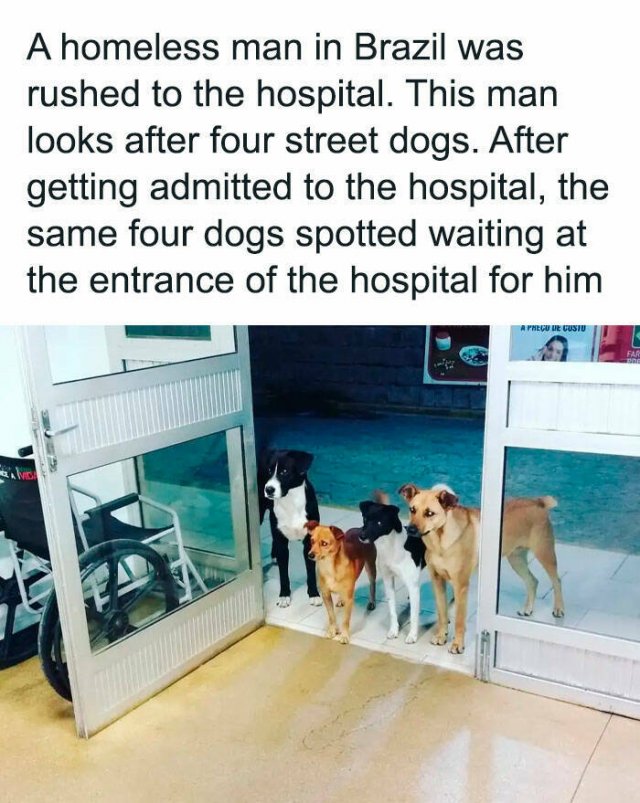 Jokes For Dog Lovers (24 pics)