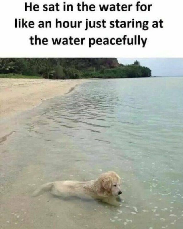 Jokes For Dog Lovers (24 pics)