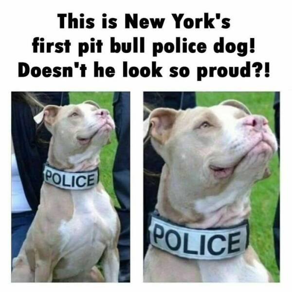 Jokes For Dog Lovers (24 pics)