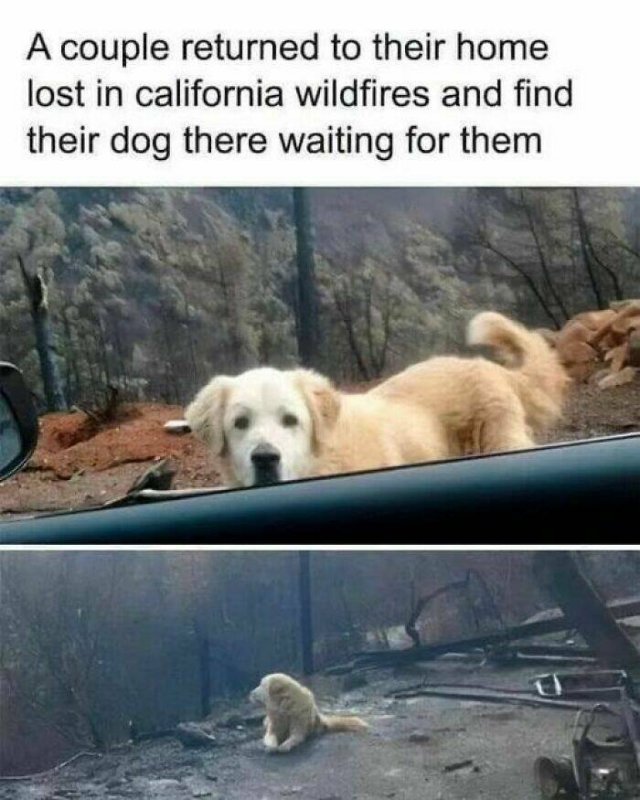 Jokes For Dog Lovers (24 pics)