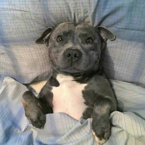 Jokes For Dog Lovers (24 pics)