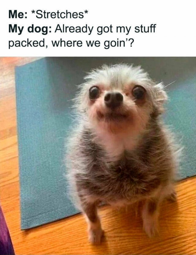 Jokes For Dog Lovers (24 pics)