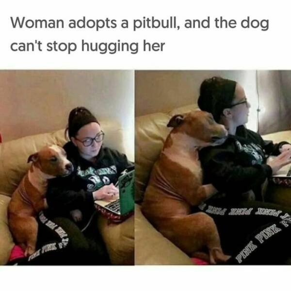 Jokes For Dog Lovers (24 pics)