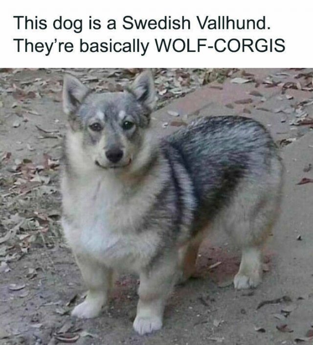 Jokes For Dog Lovers (24 pics)