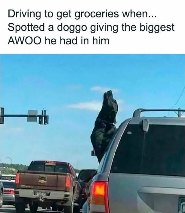 Jokes For Dog Lovers (24 pics)
