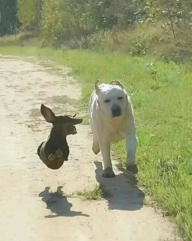 Jokes For Dog Lovers (24 pics)