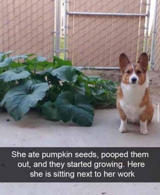 Kind Jokes (25 pics)