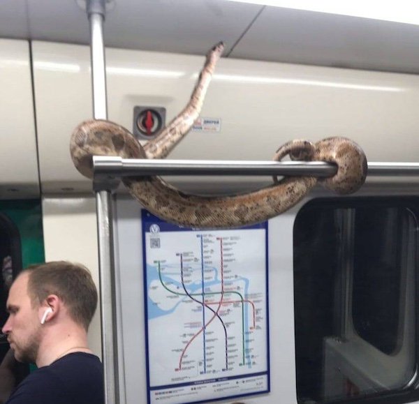 Odd People In The Subway (38 pics)