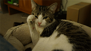 Odd Thoughts (14 gifs) Odd Thoughts (14 gifs)