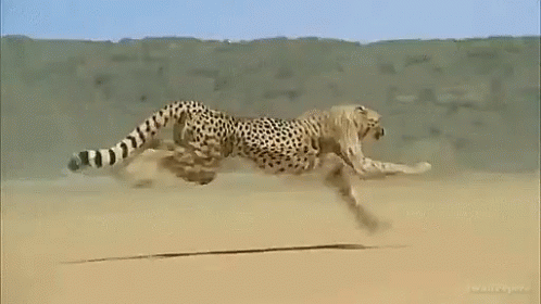 Surprising Facts (16 gifs) Surprising Facts (16 gifs)