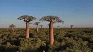 Surprising Facts (16 gifs) Surprising Facts (16 gifs)