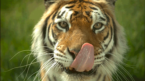 Surprising Facts (16 gifs) Surprising Facts (16 gifs)