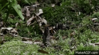 Intriguing Facts (15 gifs) Intriguing Facts (15 gifs)