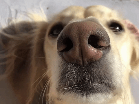 Intriguing Facts (15 gifs) Intriguing Facts (15 gifs)
