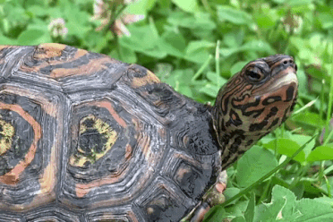 Intriguing Facts (15 gifs) Intriguing Facts (15 gifs)