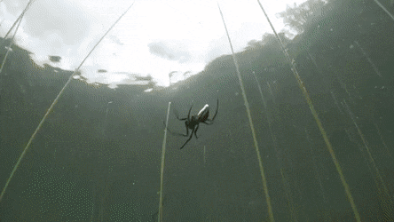 Intriguing Facts (15 gifs) Intriguing Facts (15 gifs)