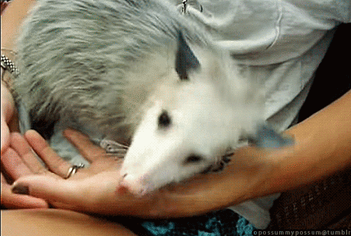 Useless Knowledge (19 gifs) Useless Knowledge (19 gifs)