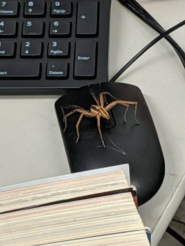 Strange Things And Finds (22 pics)