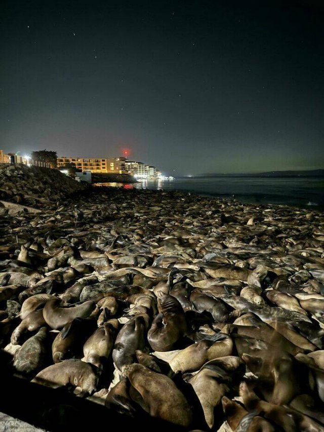 Unusual Finds On The Beaches (22 pics)