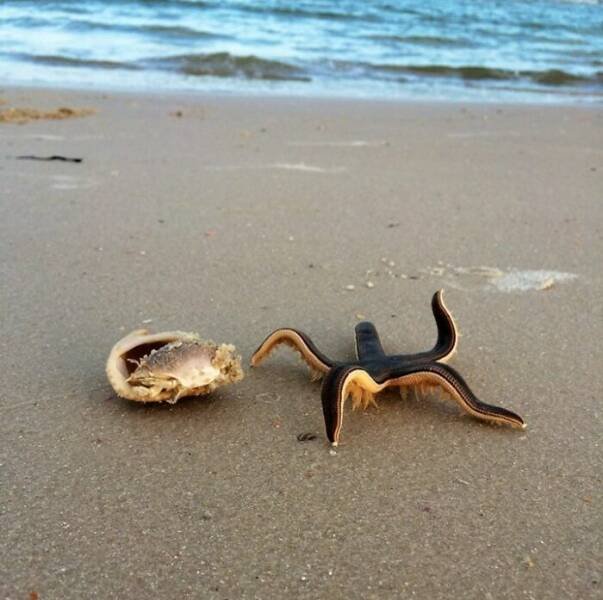 Unusual Finds On The Beaches (22 pics)