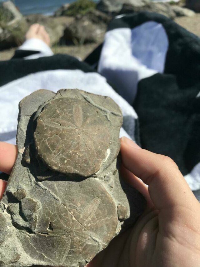 Unusual Finds On The Beaches (22 pics)