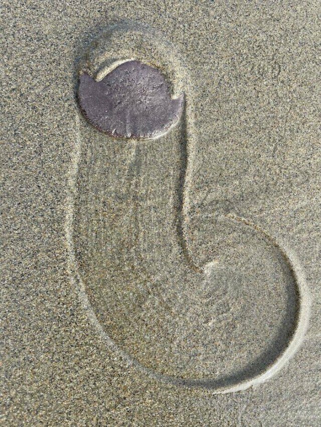 Unusual Finds On The Beaches (22 pics)
