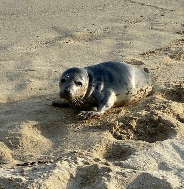 Unusual Finds On The Beaches (22 pics)